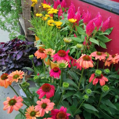 Atelier mini-jardin de balcon 20.06.25 à 17h30