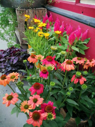 Atelier mini-jardin de balcon 20.06.25 à 17h30