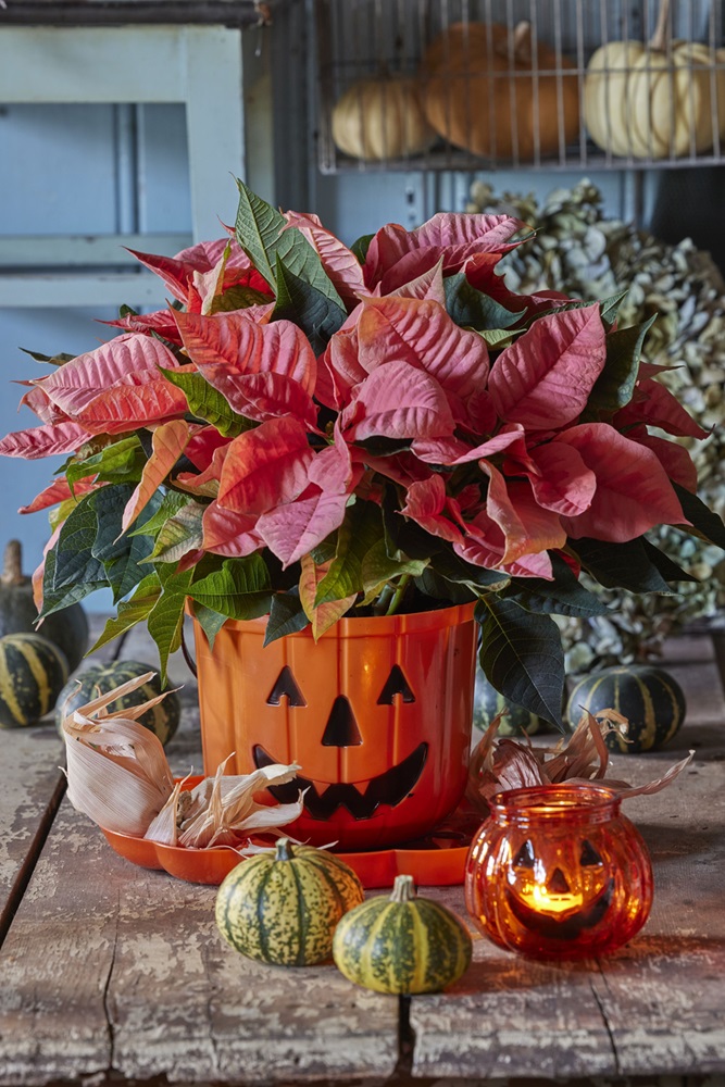 Table d'Halloween avec des végétaux